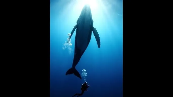 日本免费观看视频在线观 - 深蓝星球：探索海洋深处的未知世界